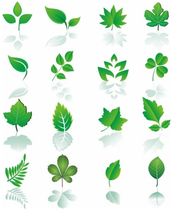 Leaf design element set vector