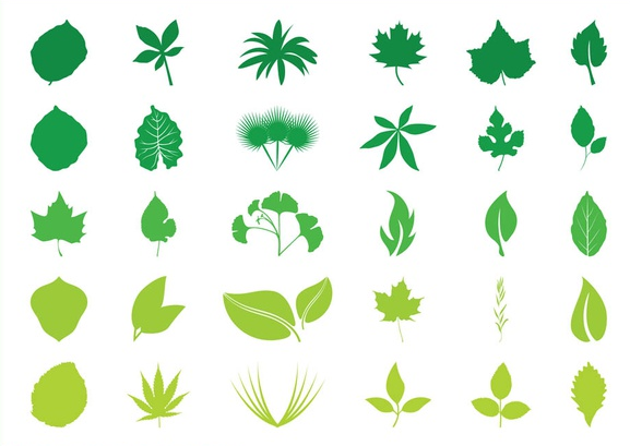 Leaves Graphics vector