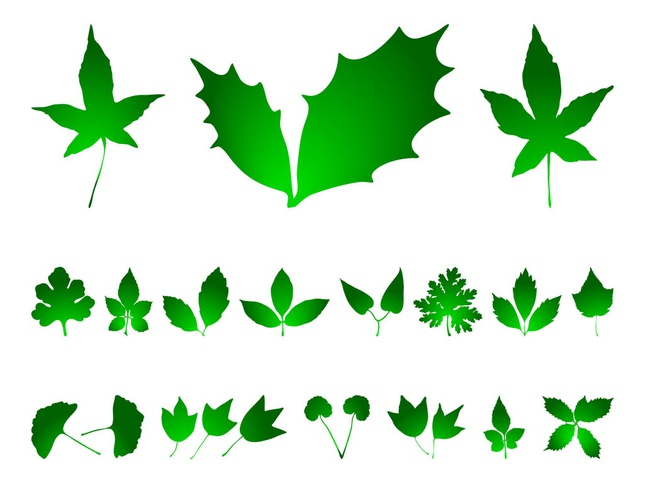 Leaves Graphics vector