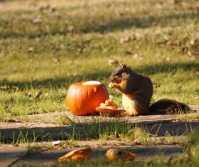 Little squirrel eating pumpkin Stock Photo