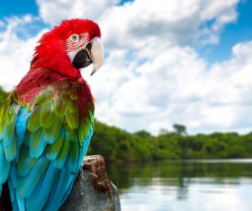 Macaw on the wood by the lake Stock Photo