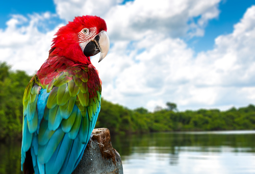 Macaw on the wood by the lake Stock Photo
