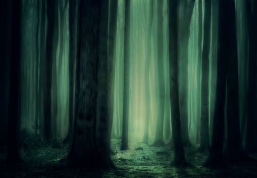 Magic forest Stock Photo