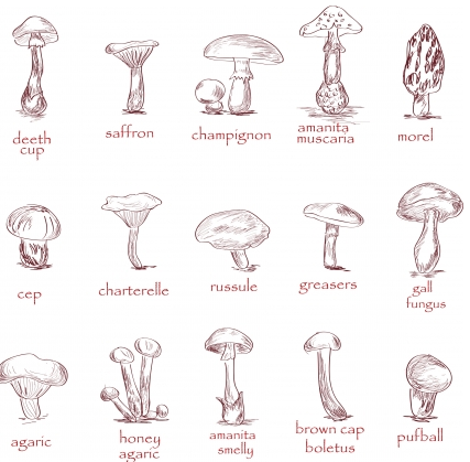 Mushroom collection set vectors graphics