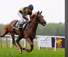Nervous thrilling horse racing Stock Photo 03