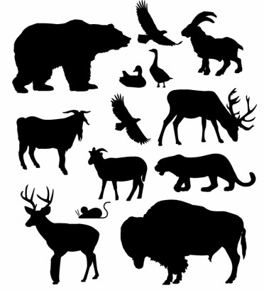 North American Animals vectors graphics