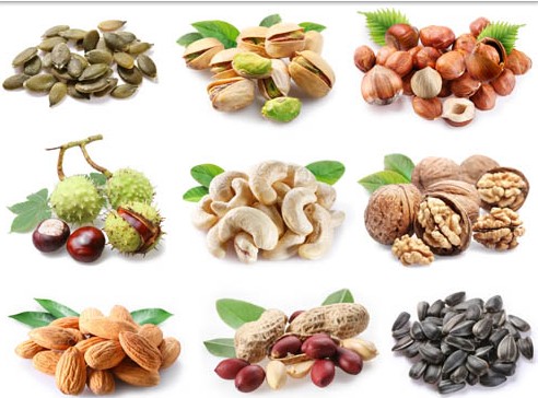 Nuts and Seeds vector