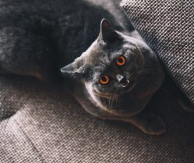 Open eyes wide gray kitten Stock Photo