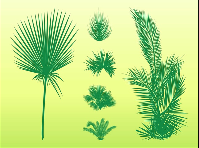 Palm Leaves vector
