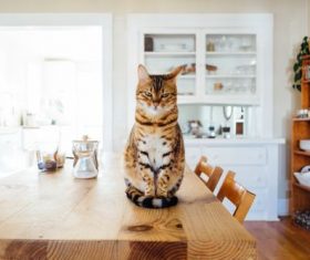 Pet cat sitting at the table Stock Photo