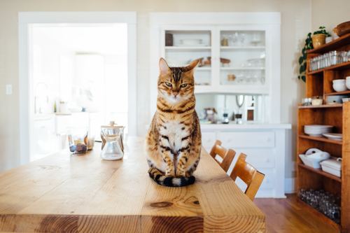 Pet cat sitting at the table Stock Photo