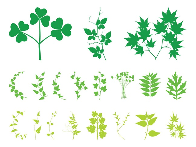 Plant Leaves And Branches art vector