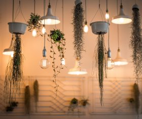 Plant vine with chandelier Stock Photo