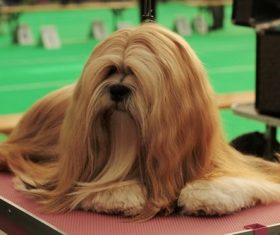 Purebred brown long hair Lhasa Apso Stock Photo