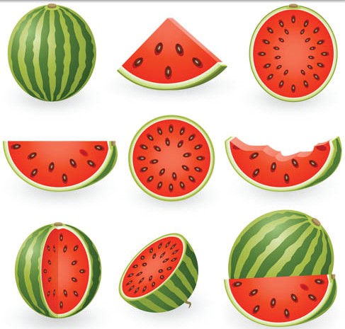 Ripe Juicy Melons vector