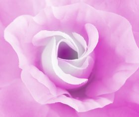 Rose soft pink blur background Stock Photo 01