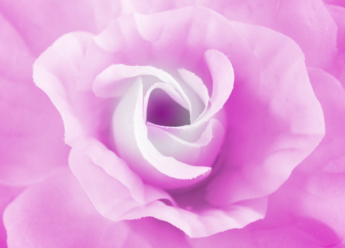 Rose soft pink blur background Stock Photo 01