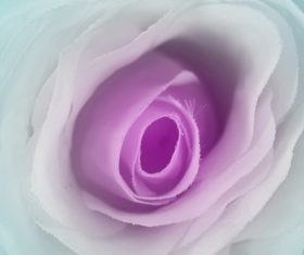 Rose soft pink blur background Stock Photo 02