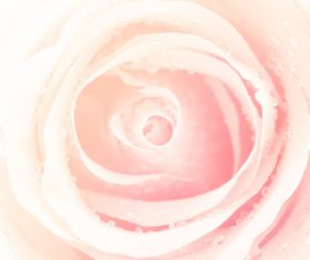 Rose soft pink blur background Stock Photo 03