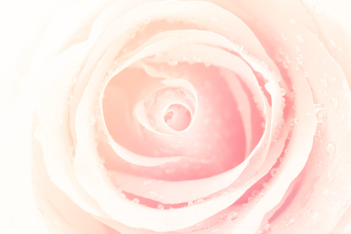 Rose soft pink blur background Stock Photo 03