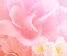 Rose soft pink blur background Stock Photo 04