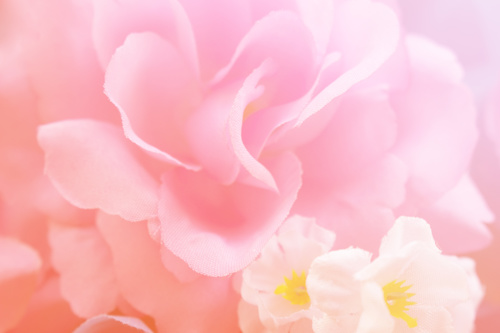 Rose soft pink blur background Stock Photo 04