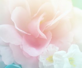 Rose soft pink blur background Stock Photo 05