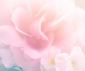 Rose soft pink blur background Stock Photo 08 free download