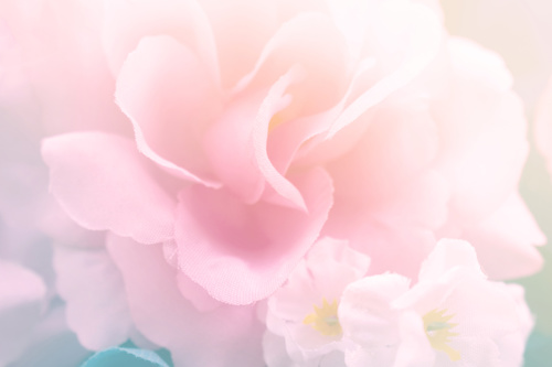Rose soft pink blur background Stock Photo 06
