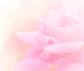 Rose soft pink blur background Stock Photo 08
