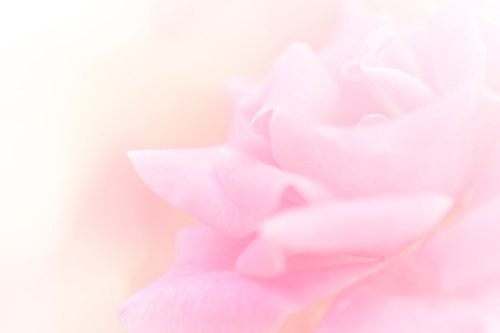 Rose soft pink blur background Stock Photo 08