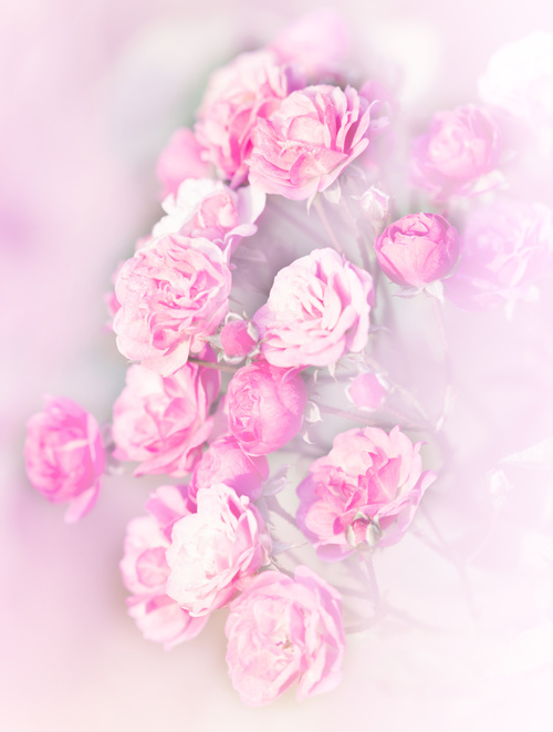Rose soft pink blur background Stock Photo 09