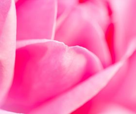 Rose soft pink blur background Stock Photo 10