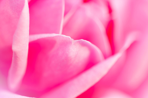 Rose soft pink blur background Stock Photo 10