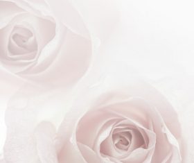 Rose soft pink blur background Stock Photo 08 free download