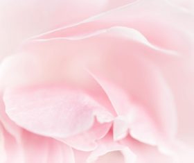 Rose soft pink blur background Stock Photo 12