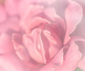 Rose soft pink blur background Stock Photo 13