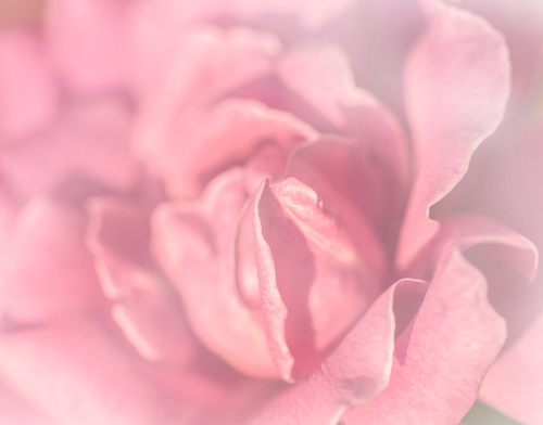 Rose soft pink blur background Stock Photo 13