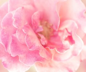 Rose soft pink blur background Stock Photo 14