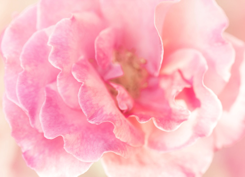 Rose soft pink blur background Stock Photo 14