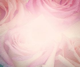 Rose soft pink blur background Stock Photo 15