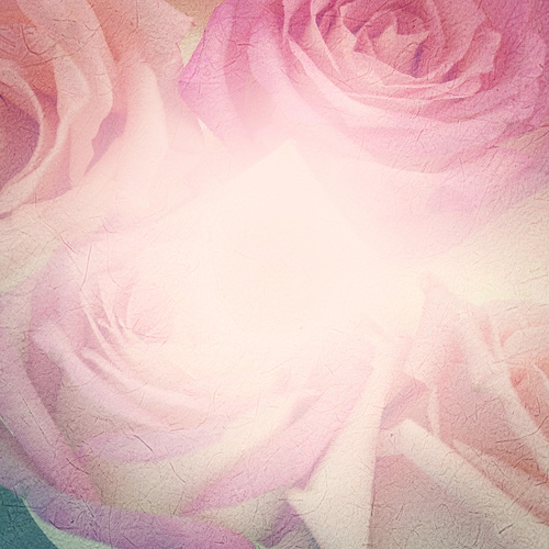 Rose soft pink blur background Stock Photo 15