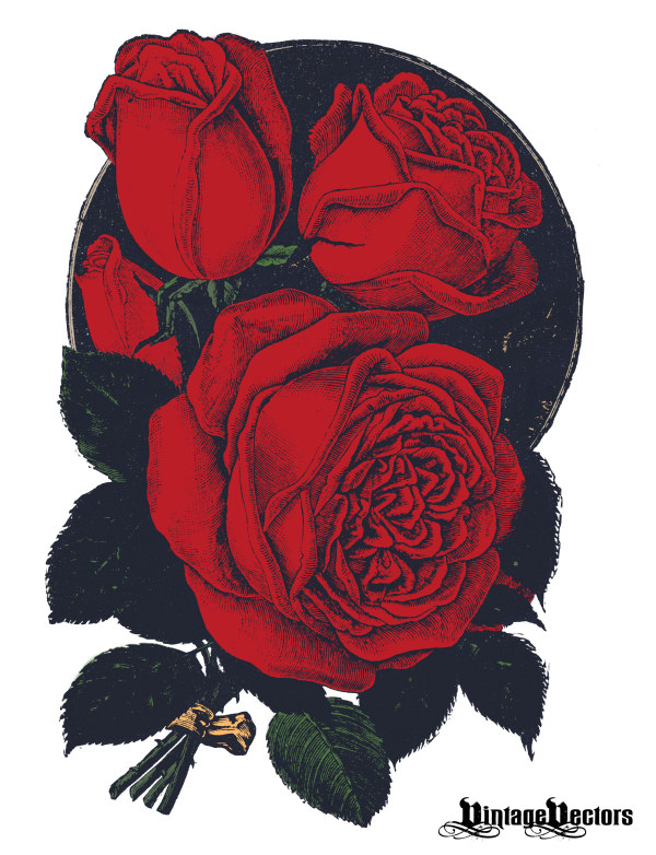 Rose vintage vector material