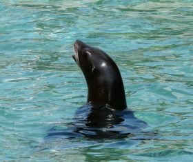 Sea lion in the water Stock Photo 01