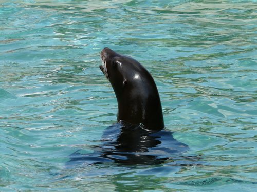 Sea lion in the water Stock Photo 01