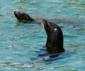 Sea lion in the water Stock Photo 02