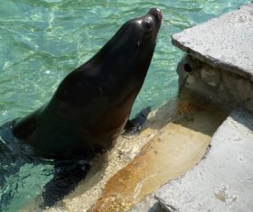 Sea lion in the water Stock Photo 03