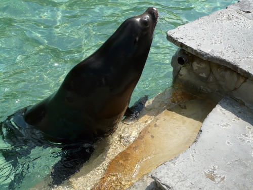 Sea lion in the water Stock Photo 03