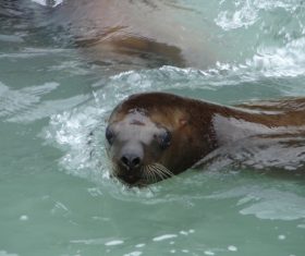 Sea lion in the water Stock Photo 04