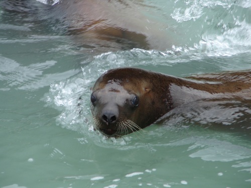 Sea lion in the water Stock Photo 04
